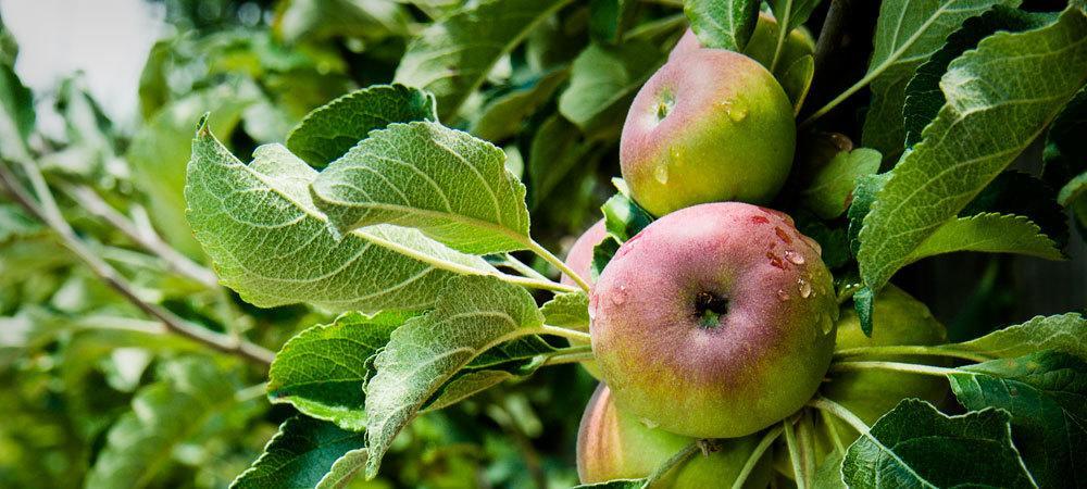 Applewood Inn Гърнвил Екстериор снимка